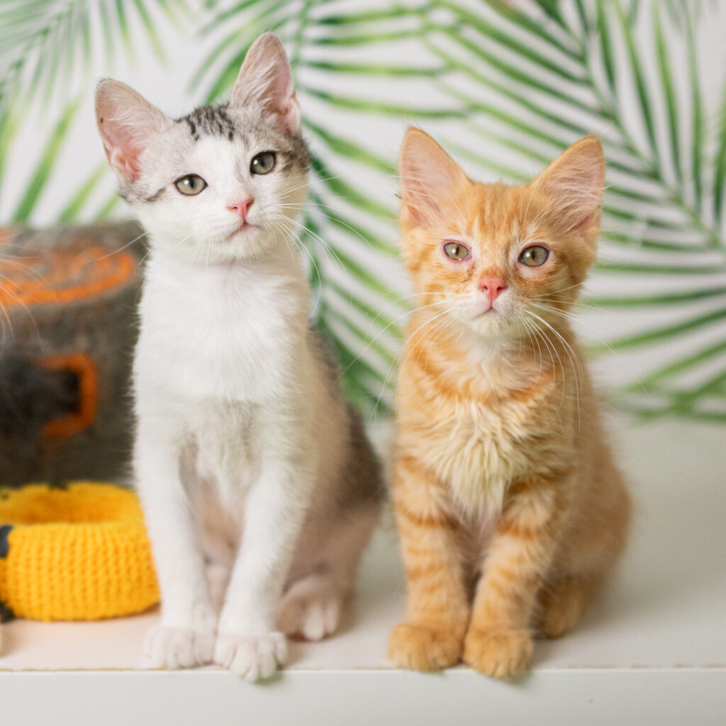 Foto di chaoslab per Enpa Brescia