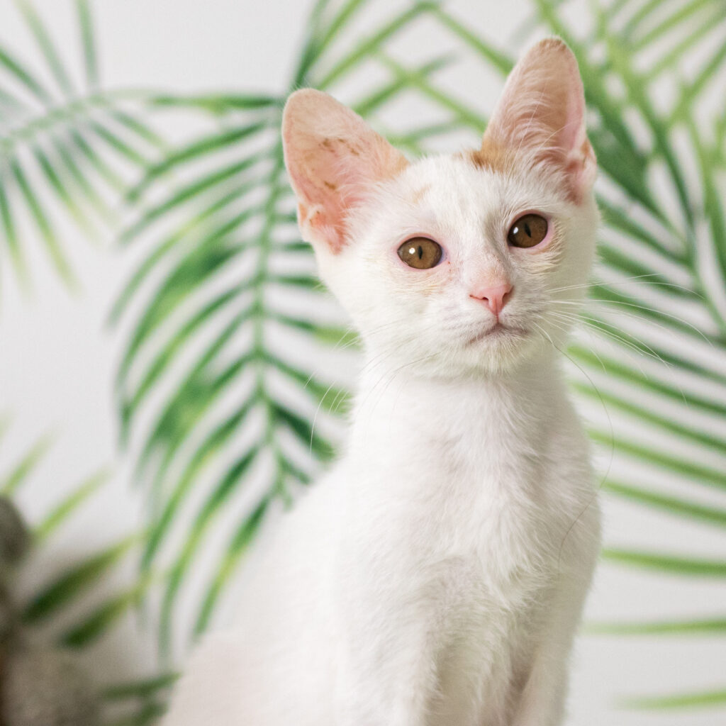 Foto di chaoslab per Enpa Brescia