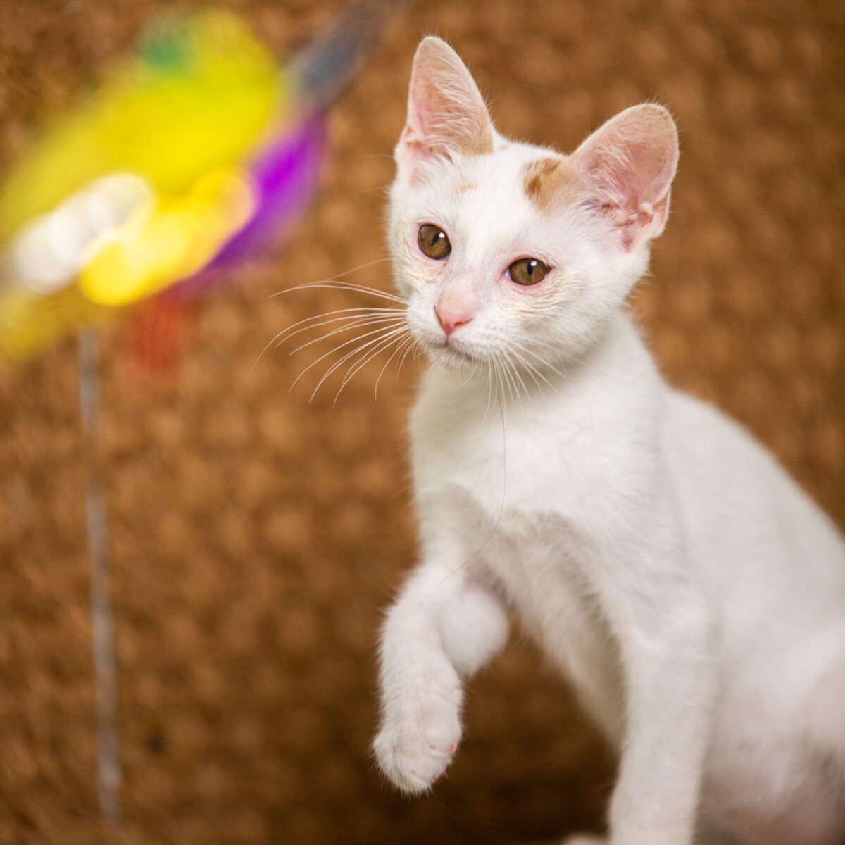 Foto di chaoslab per Enpa Brescia